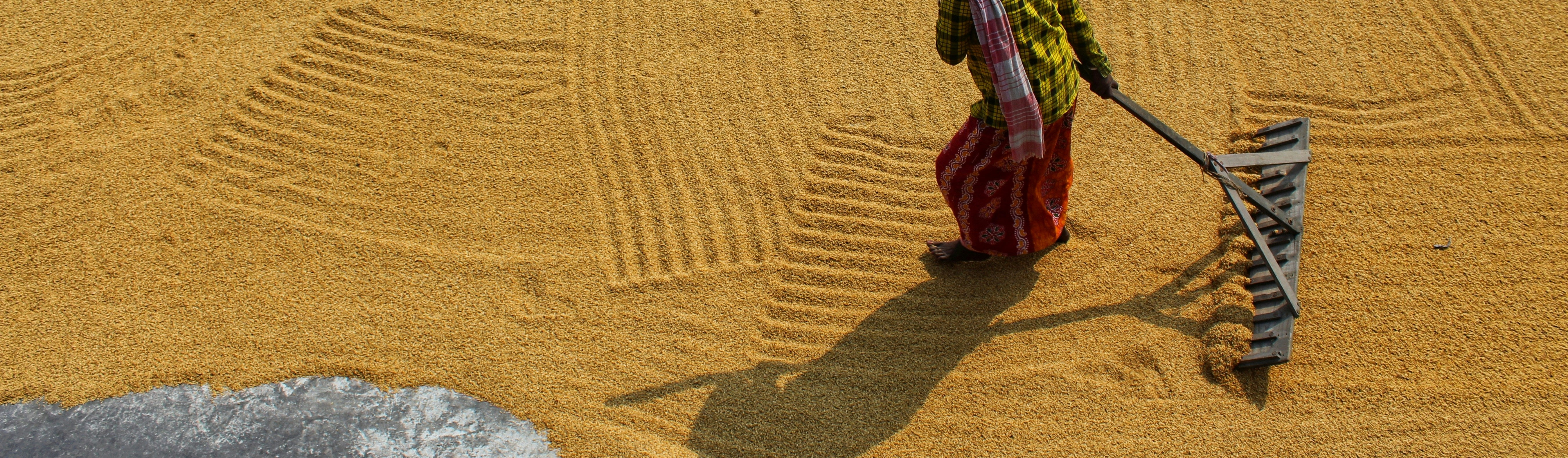 Person raking wheat on a floor, sustainable brand practices India,
eco-friendly production India