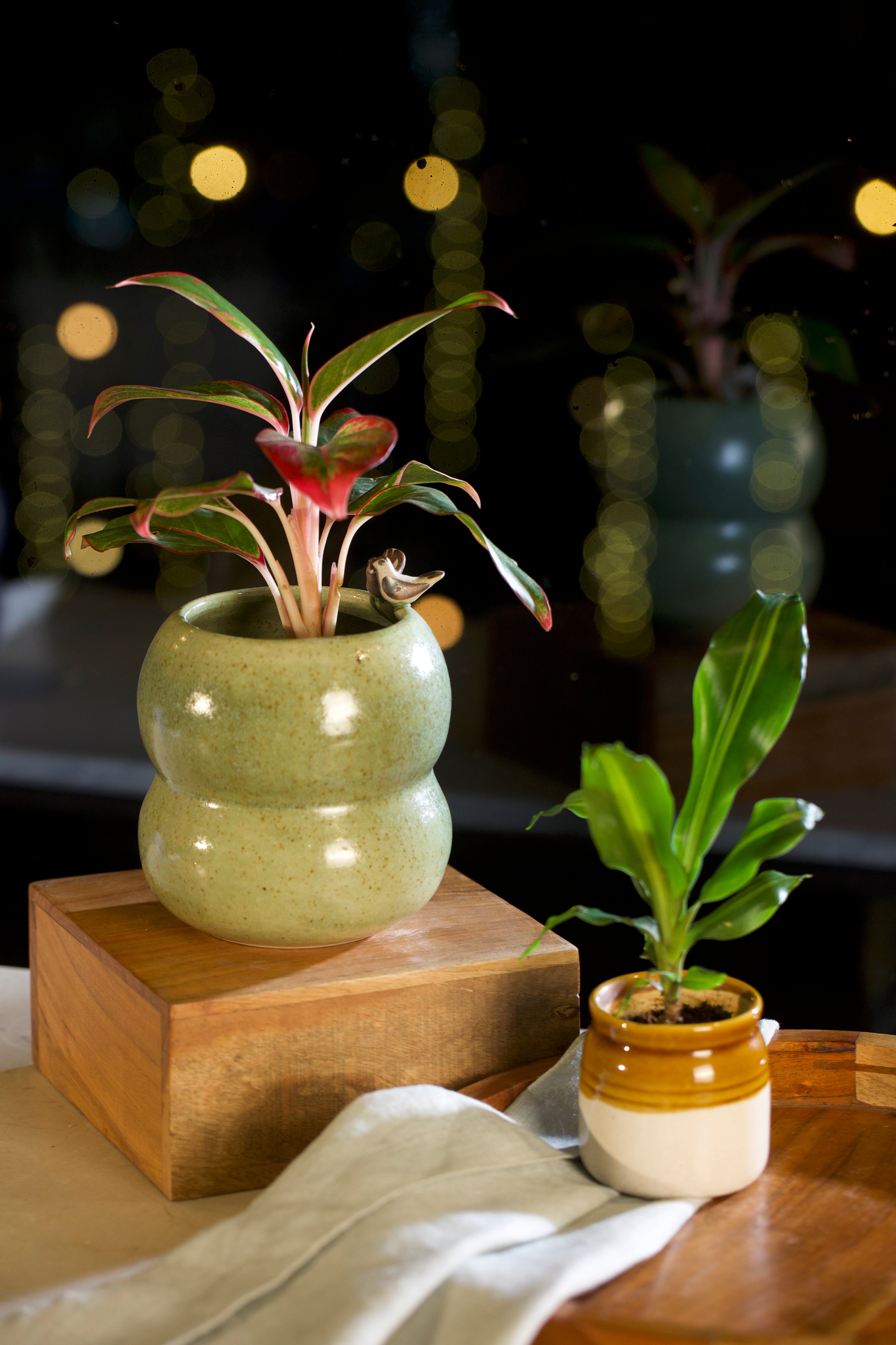 A green mustard planter, handmade ceramics India, ceramic home décor online