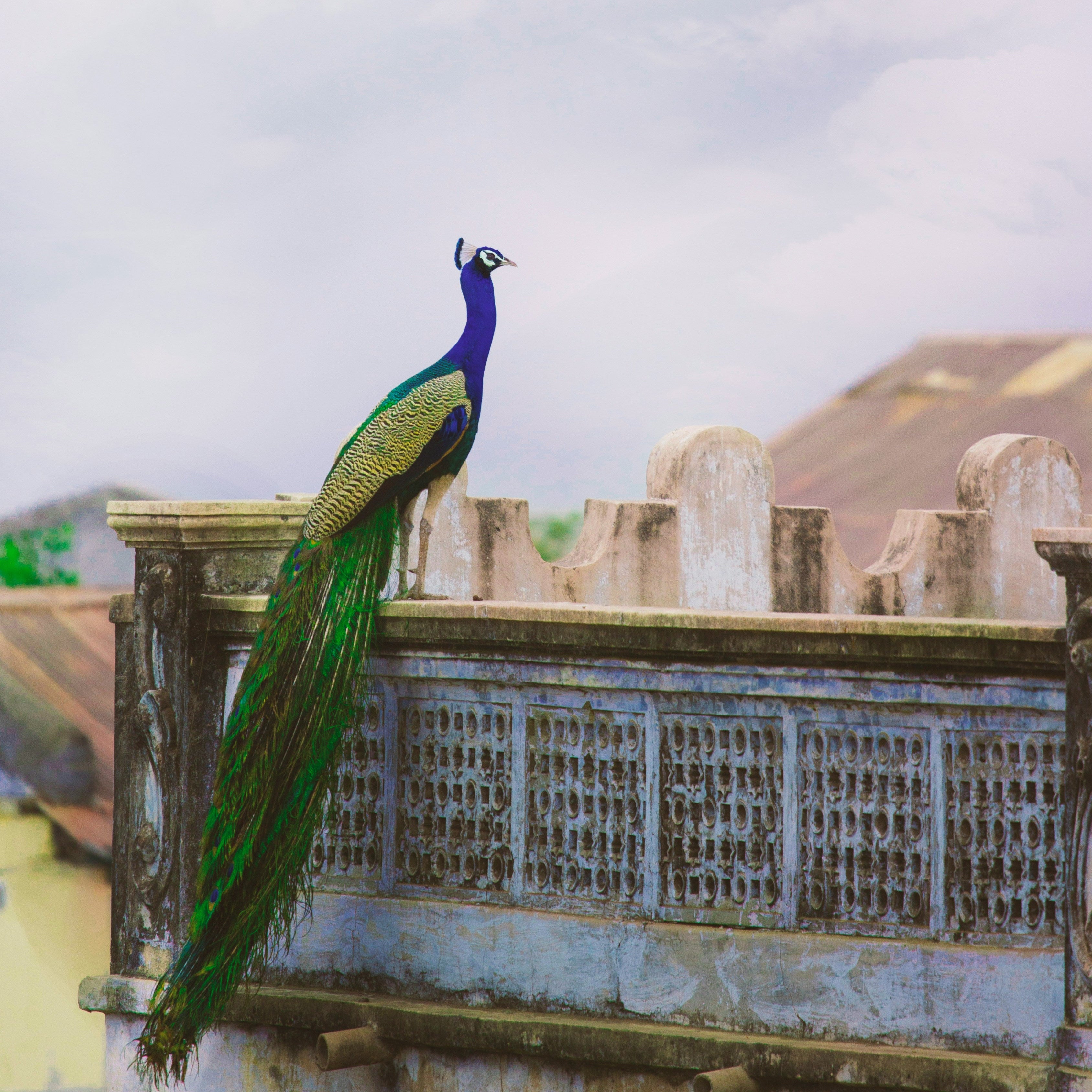 mindful living India, sustainable brands with Indian roots