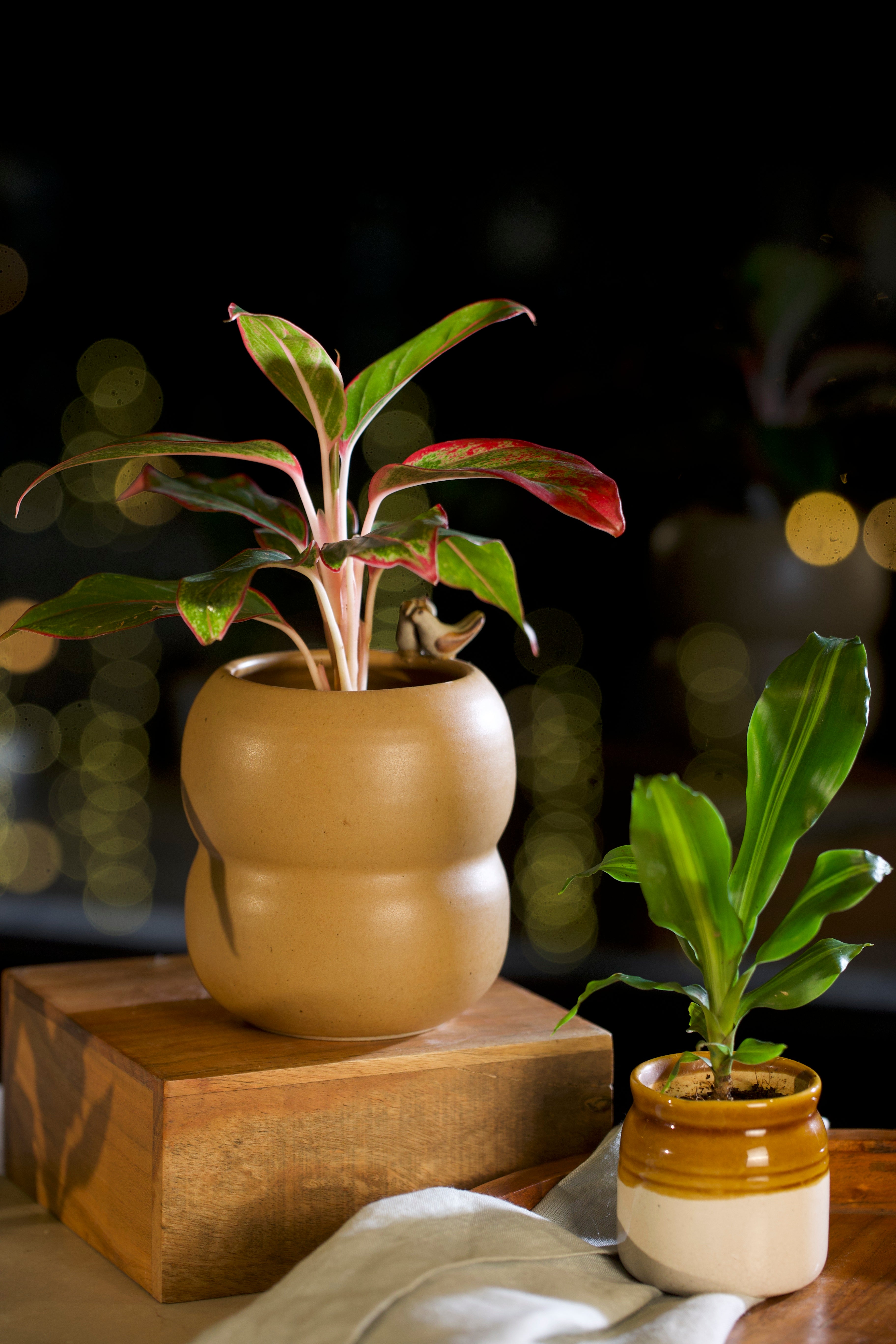 A small mustard planter handmade ceramics India, ceramic home décor online